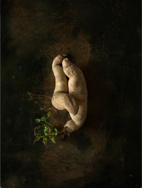 Fingerling Sweet potatoes from Union Square Greenmarket, N.Y, N.Y; propagation period: 12 and 6 days in East-facing window