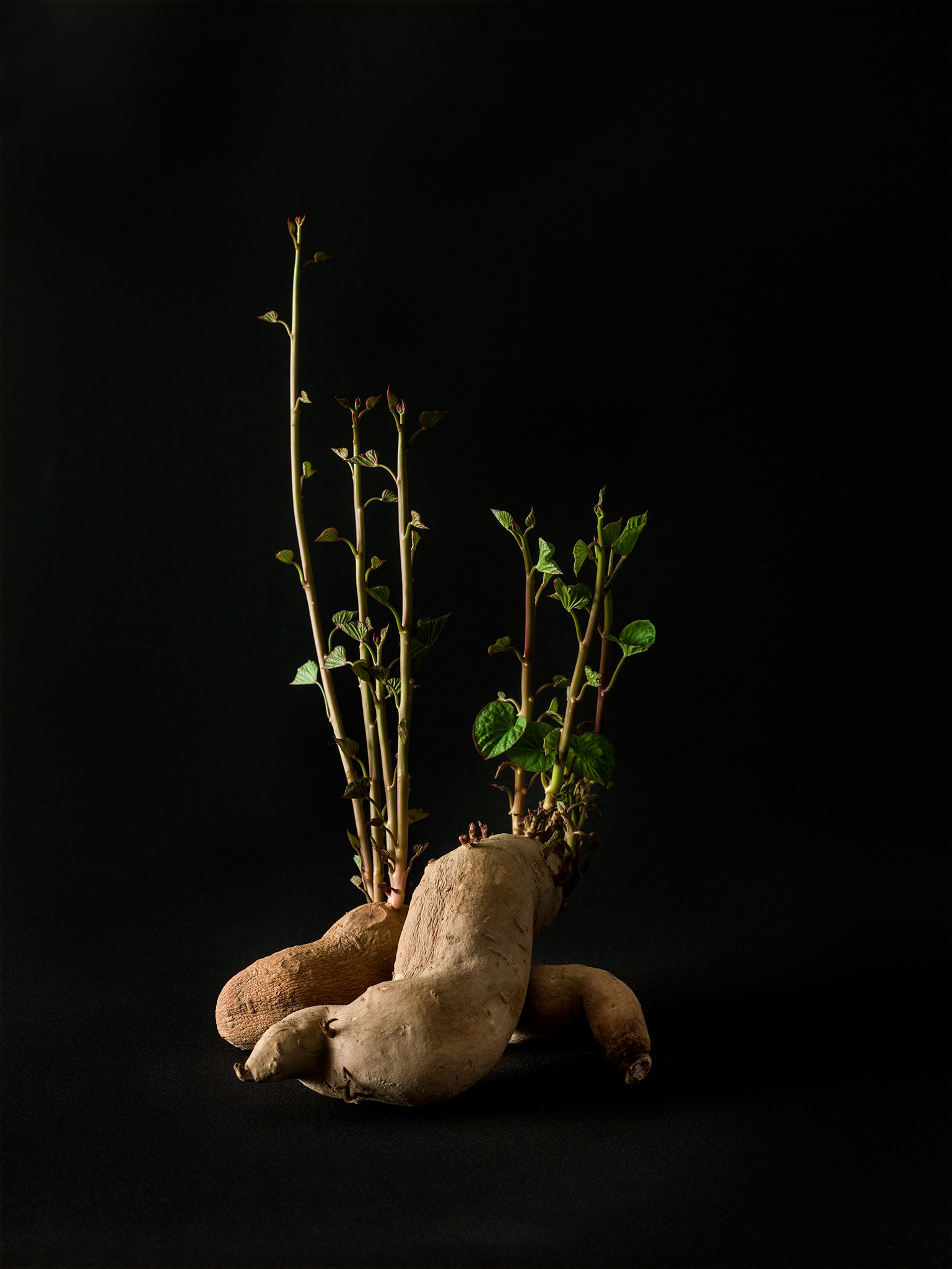Beth Galton, 'Fingerling Sweet potatoes from Union Square Greenmarket, N.Y, N.Y; propagation period: 16 days in North-facing window'