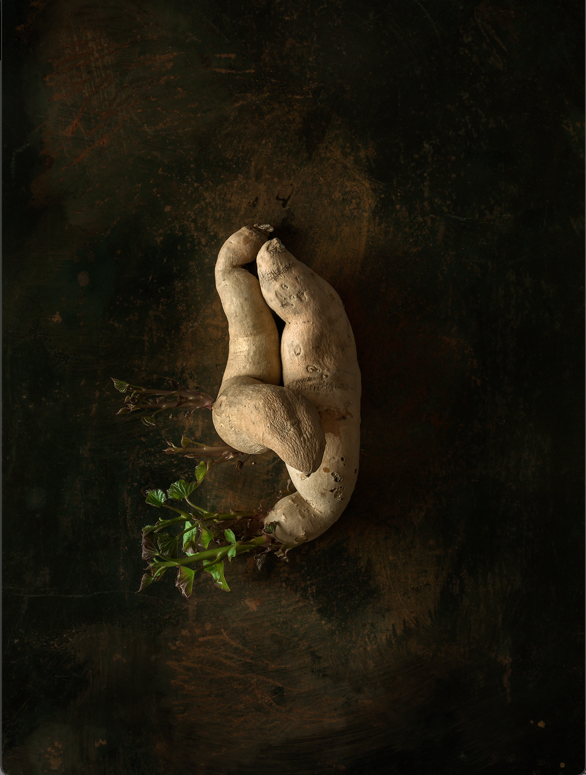 Beth Galton, 'Fingerling Sweet potatoes from Union Square Greenmarket, N.Y, N.Y; propagation period: 12 and 6 days in East-facing window'